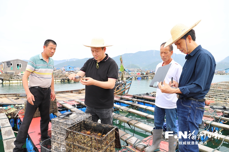 水产种业“连江芯”再添新成员 中间球海胆培育成功
