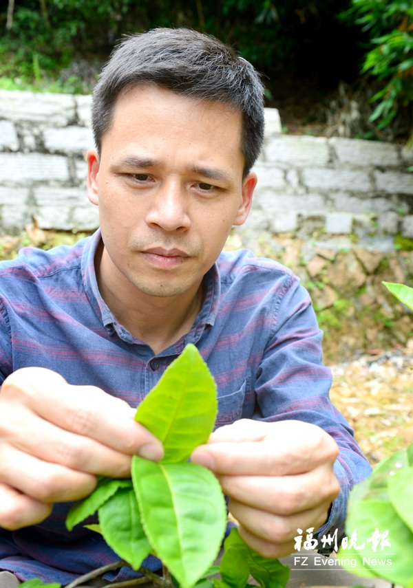 王定锋：让茶树害虫变“僵尸” 筛选有毒真菌守护茶园