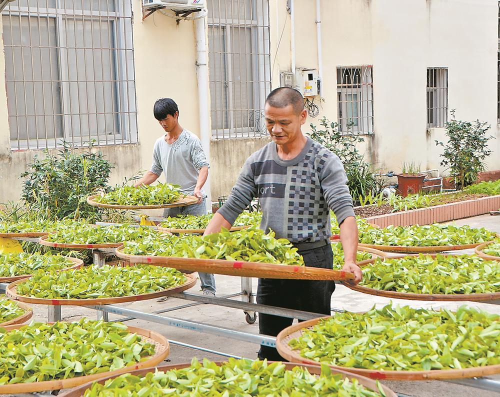 漳平梧溪村：一片茶叶引领振兴路