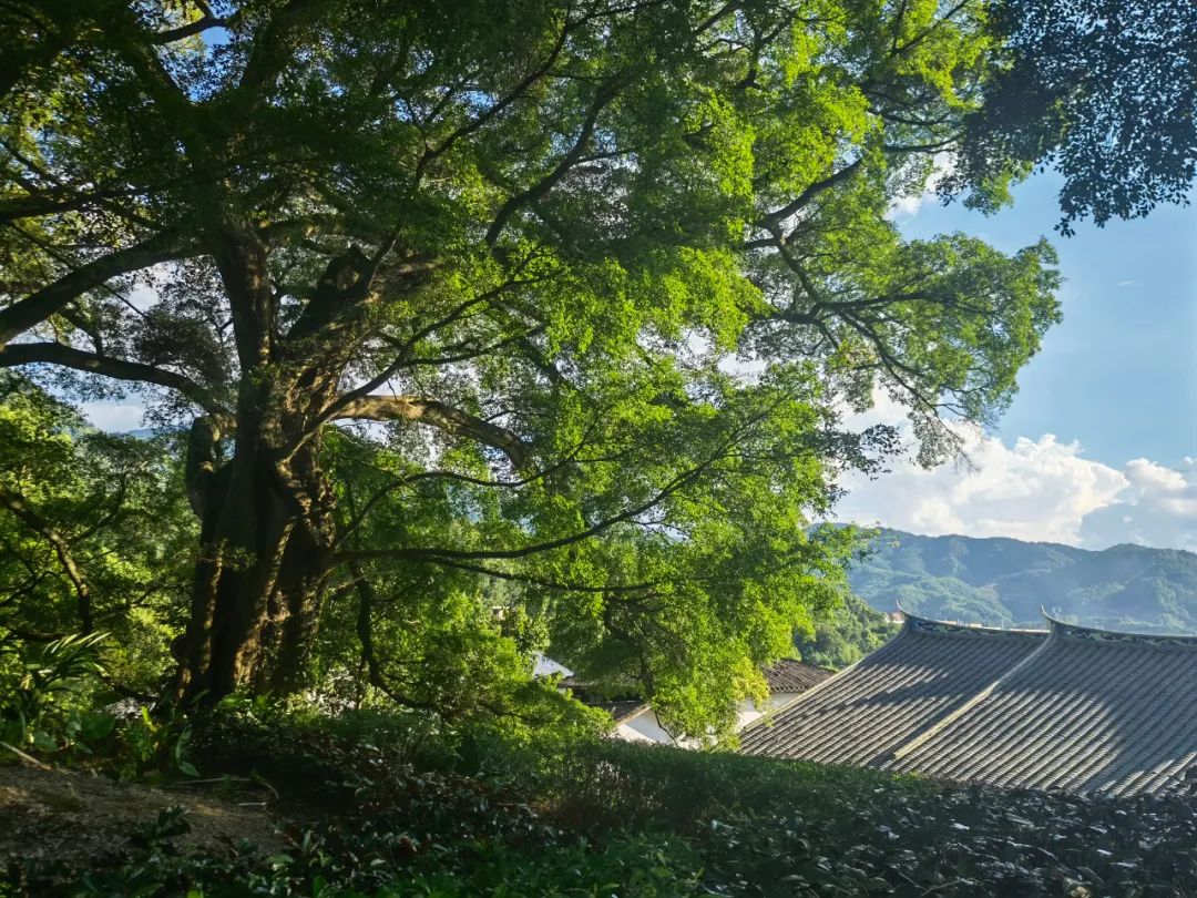 百年古榕，见证闽清官圳村悠悠历史