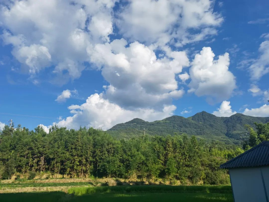 百年古榕，见证闽清官圳村悠悠历史