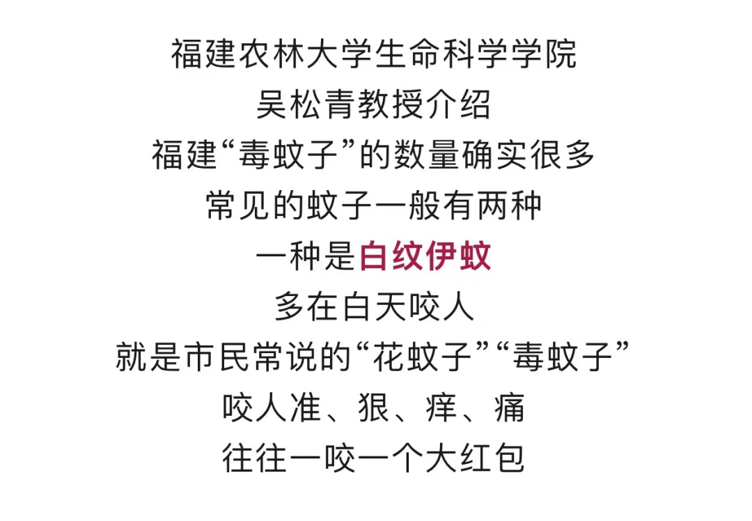 2天被咬32个包！福建“毒蚊子”数量多，到底要怎么防？