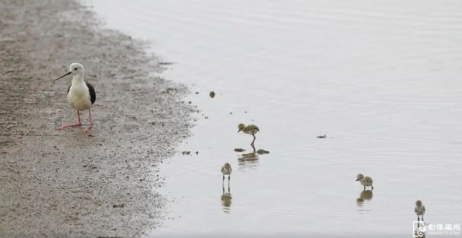 遛娃、嬉戏、秀恩爱……这里好热闹！