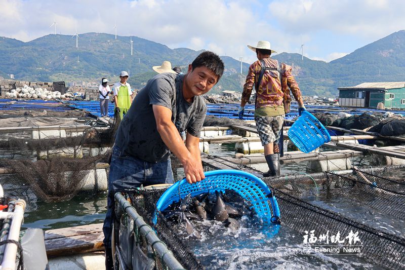 网箱养殖鱼“补位”上市 福州休渔期不断“鲜”