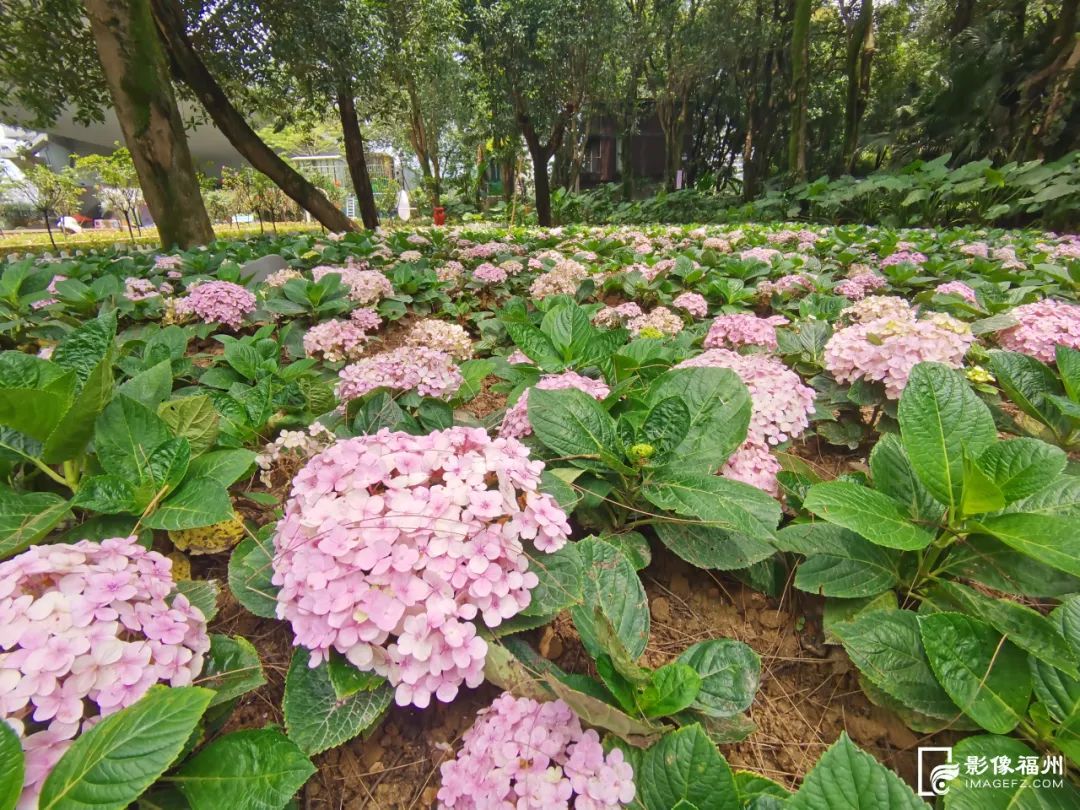 漫山绣球花开，宛如梦境