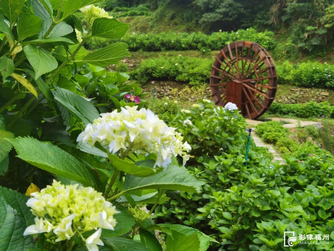 漫山绣球花开，宛如梦境