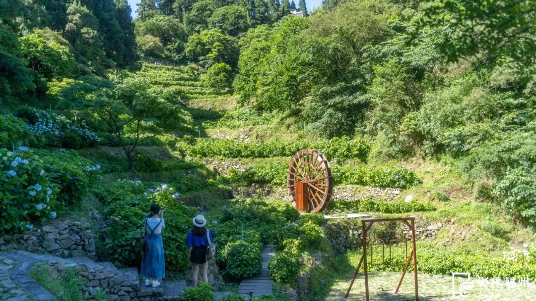 漫山绣球花开，宛如梦境