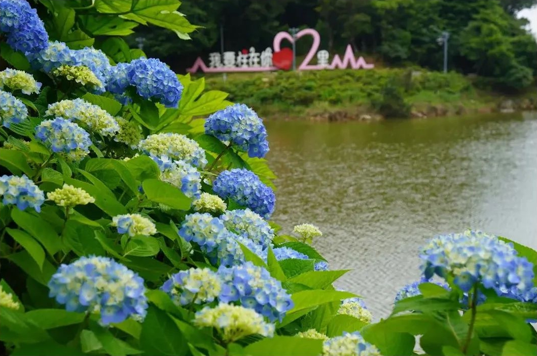 漫山绣球花开，宛如梦境