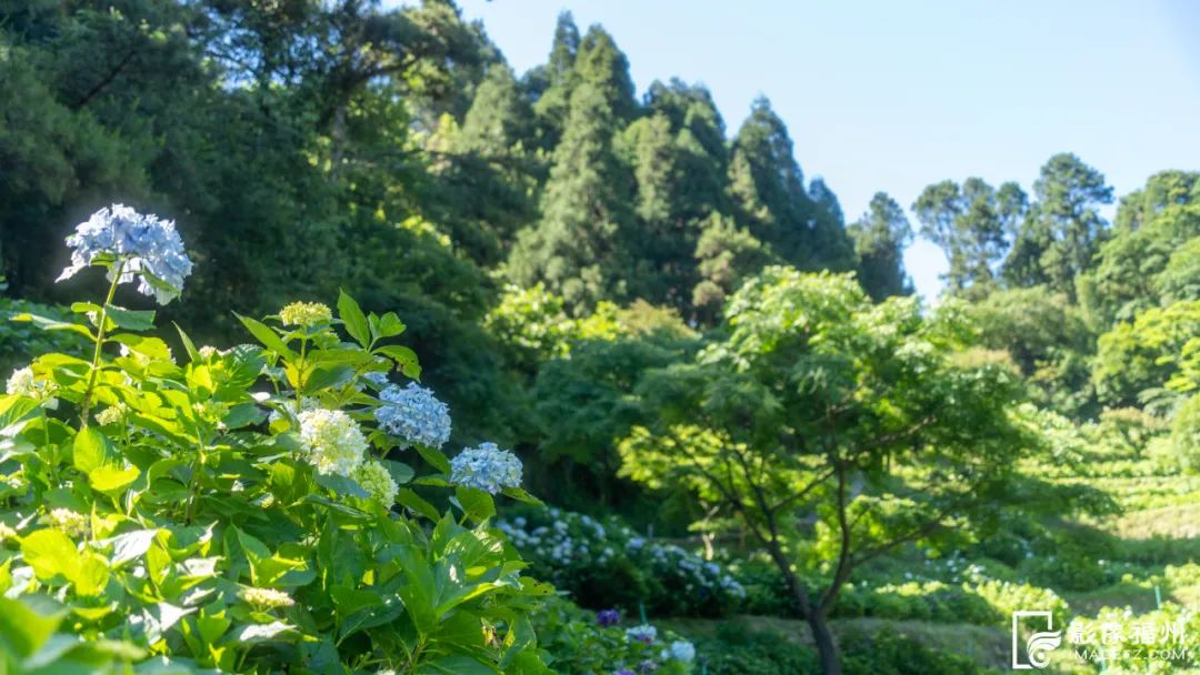 漫山绣球花开，宛如梦境