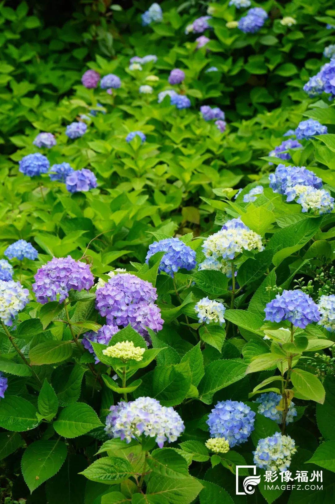 漫山绣球花开，宛如梦境