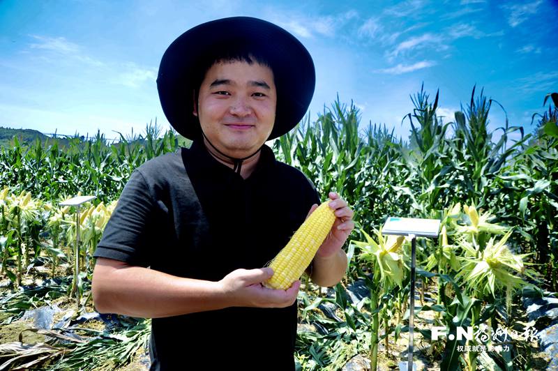 马尾琅岐种业创新基地63种鲜食玉米接受考核