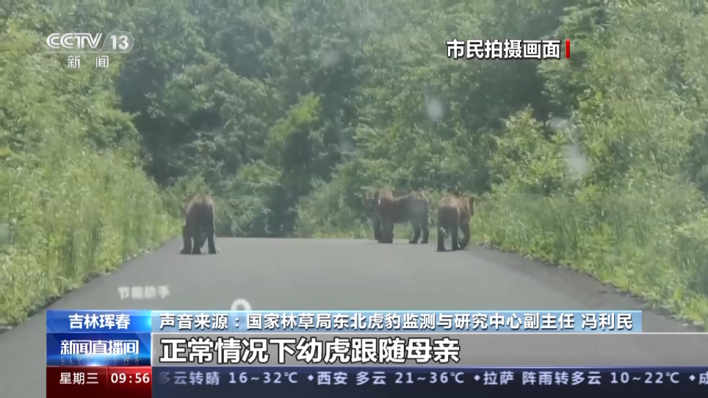 传说中的“拦路虎”，居民驾车偶遇“东北虎一家散步”