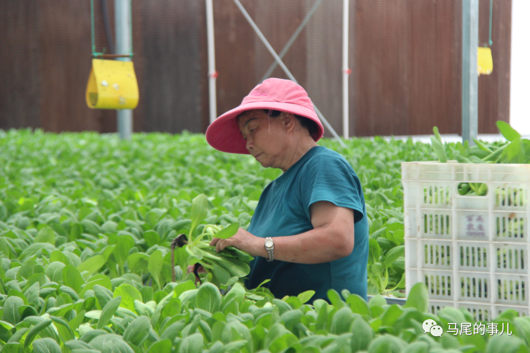 琅岐“菜篮子”基地2.5万斤水培蔬菜迎丰收