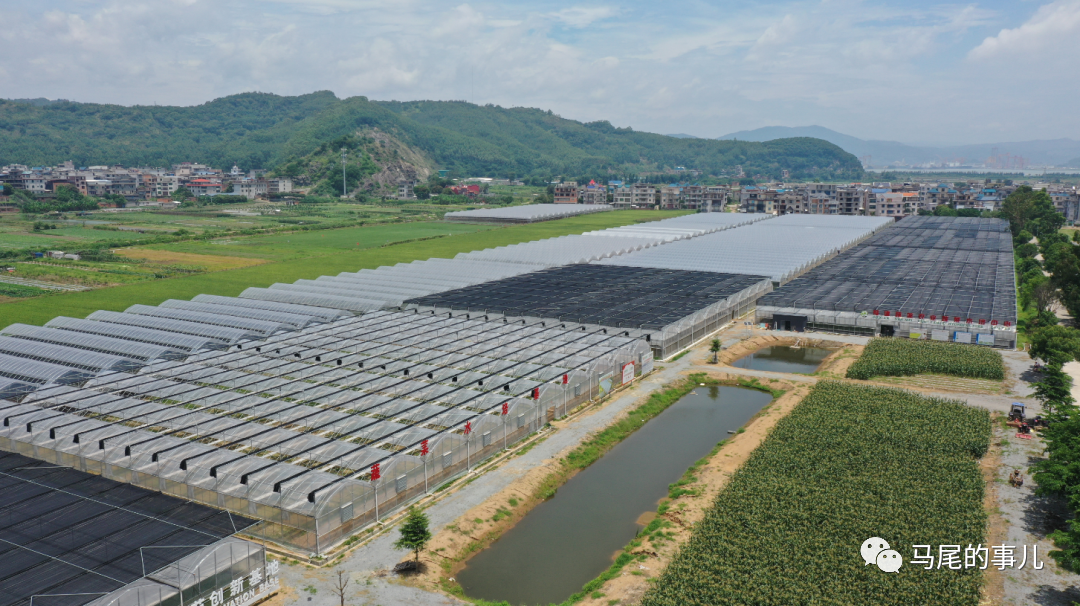 琅岐“菜篮子”基地2.5万斤水培蔬菜迎丰收