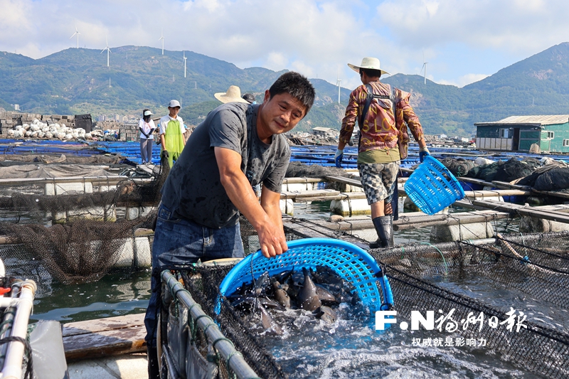 网箱养殖海产品和深远海养殖平台补位 休渔期福州市民不断“鲜”