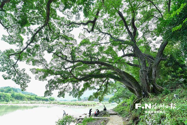 永泰探索古树名木保护县域经验