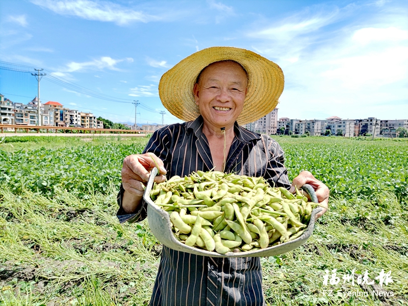 连江4000亩毛豆迎来丰收季 远销美国等地