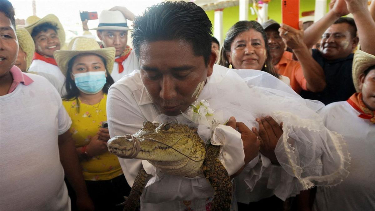 墨西哥一市长连续2年与鳄鱼结婚