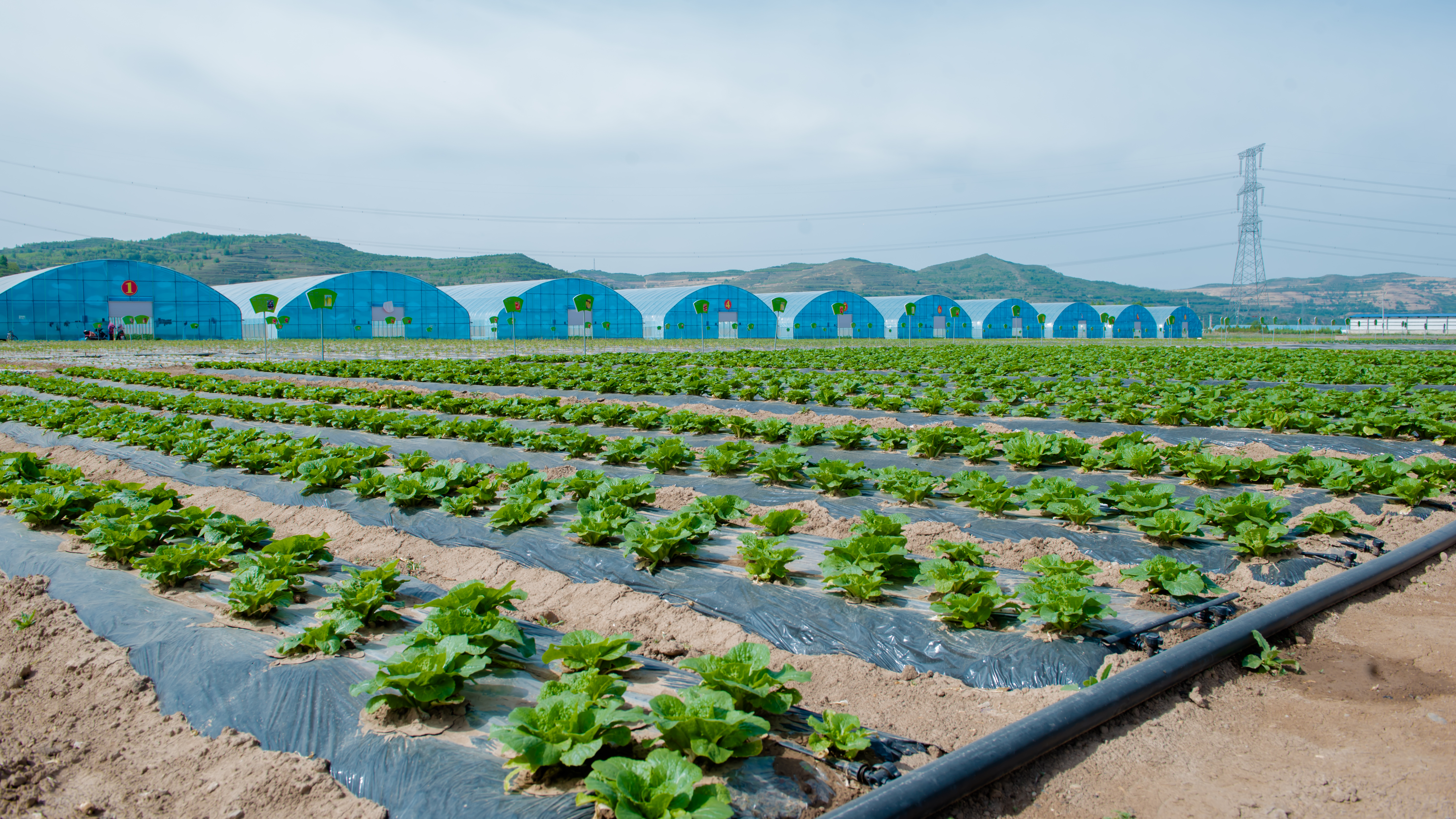 在炎热夏季“遇到”隆德的冷凉蔬菜，爽脆在口，清甜在心！