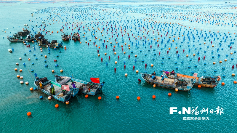 连江“海上牧场”再迎丰收季 10多亿粒鲍鱼将销往全国各大市场