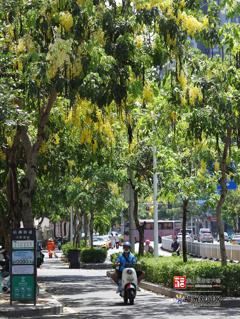 盛夏时节 福州街头下起“黄金雨”