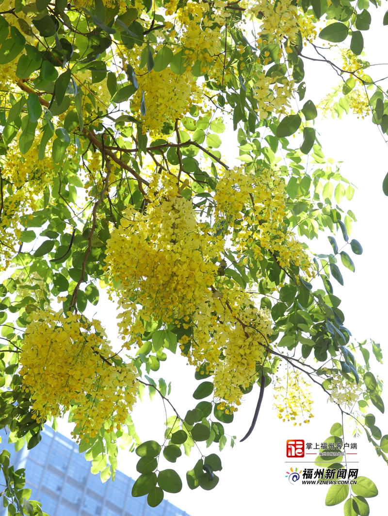 盛夏时节 福州街头下起“黄金雨”