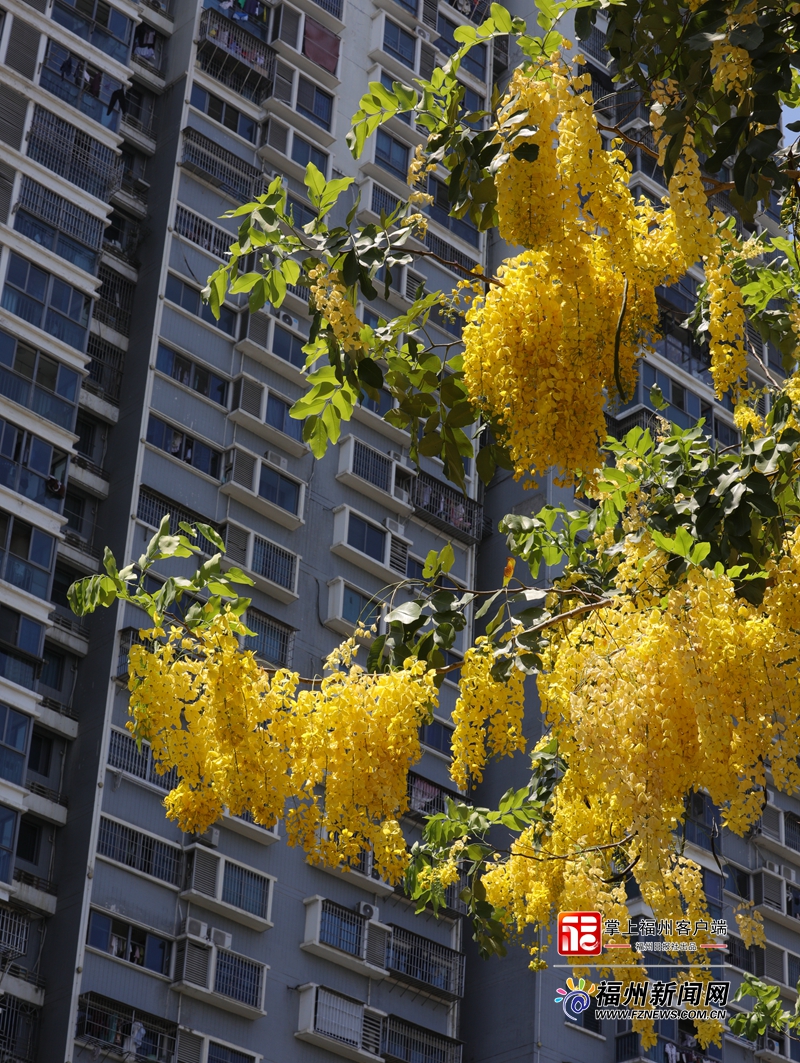 盛夏时节 福州街头下起“黄金雨”