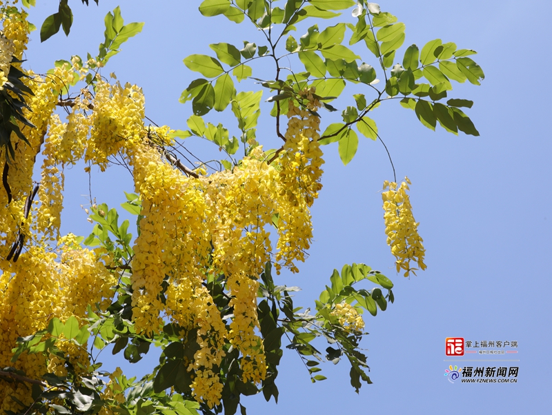 盛夏时节 福州街头下起“黄金雨”