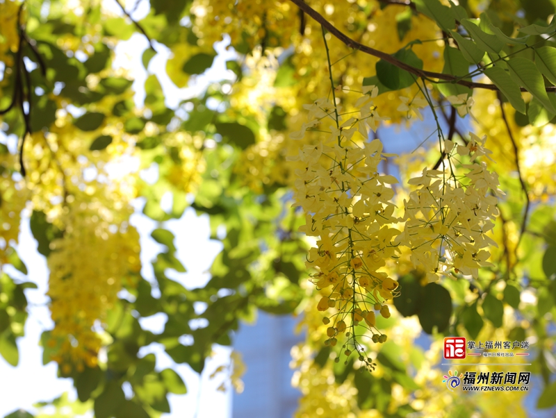 盛夏时节 福州街头下起“黄金雨”