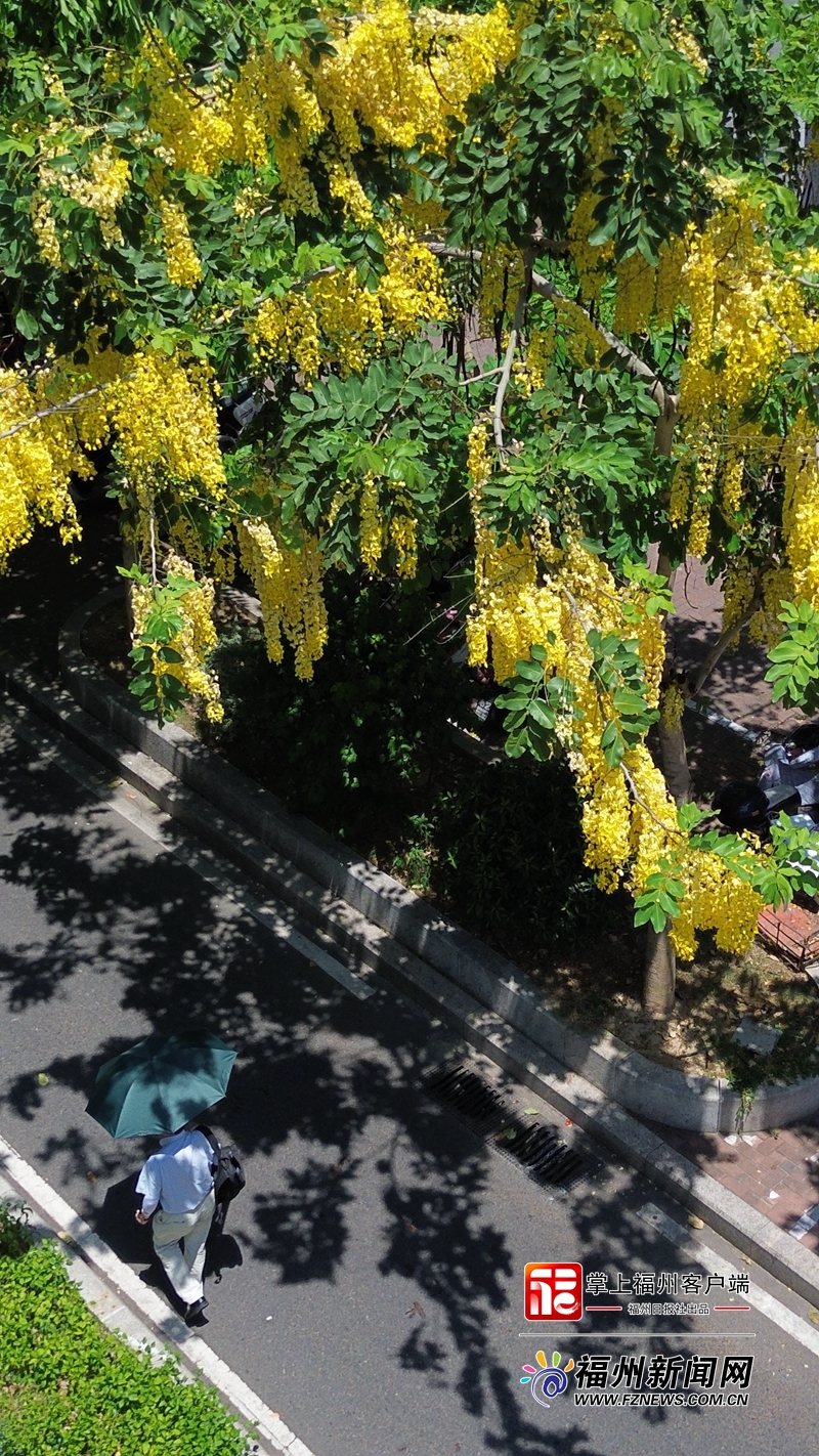 盛夏时节 福州街头下起“黄金雨”