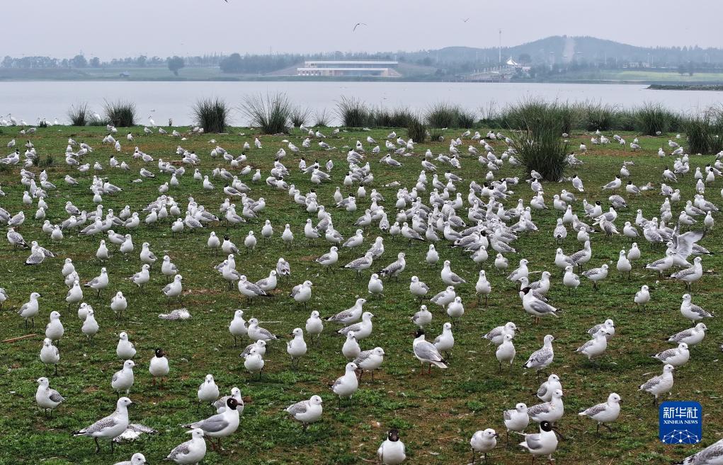 河北康保：康巴诺尔湿地 候鸟的天堂