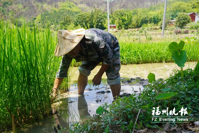 闽清首次引种“巨人稻” 可长到2米多高预计10月成熟