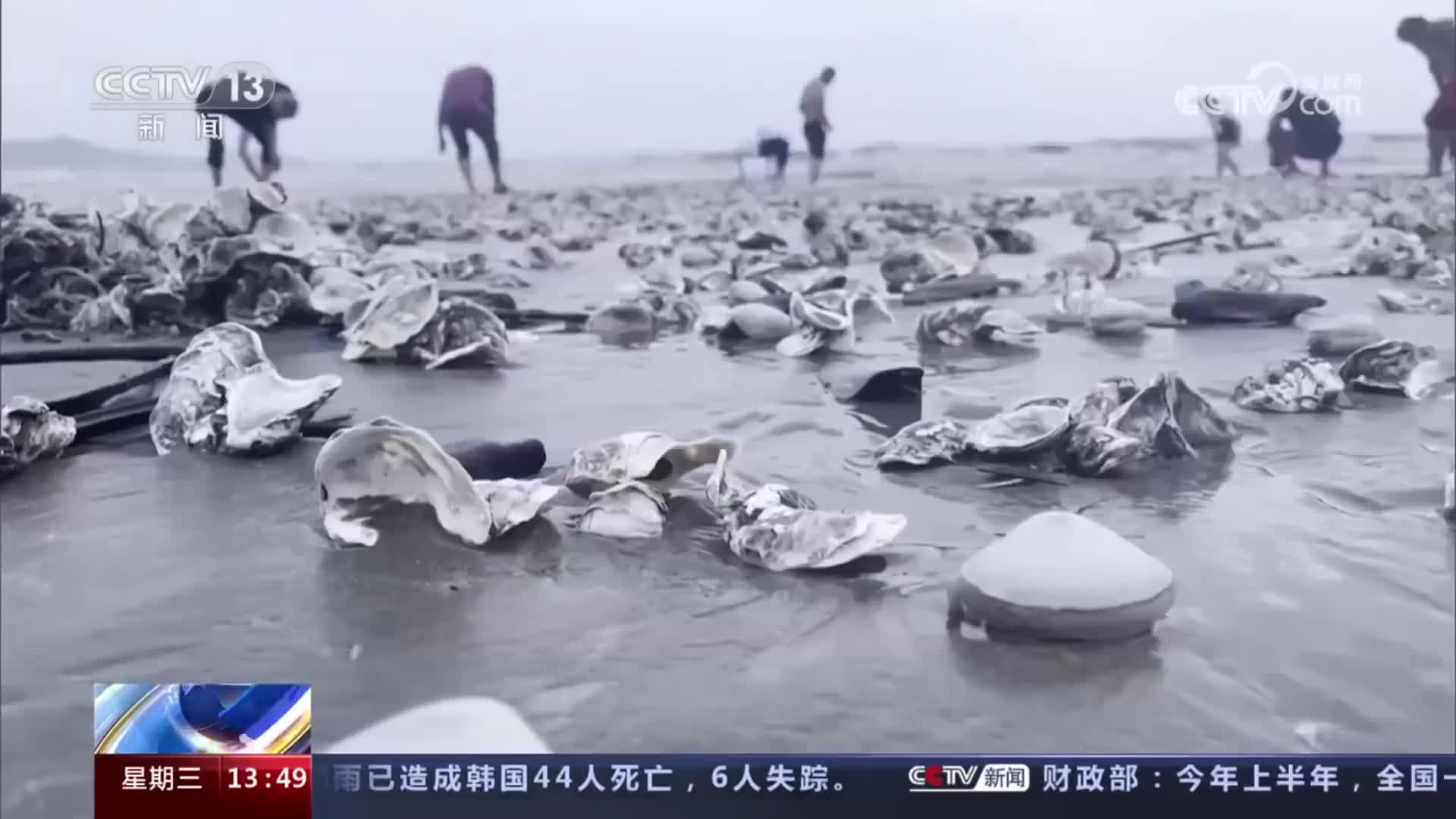 台风天深圳海滩上出现大量海鲜