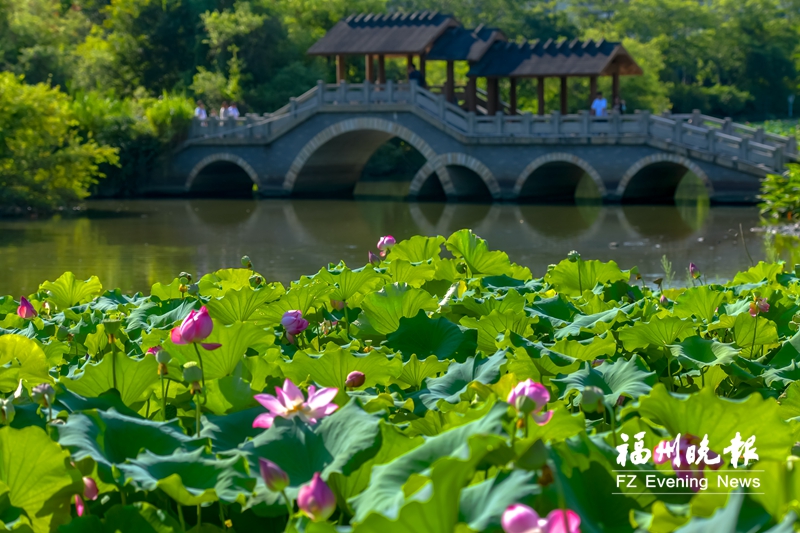 榕城夏日游园赏花图鉴发布！红莲含笑紫薇俏 夏花欲比春花娇