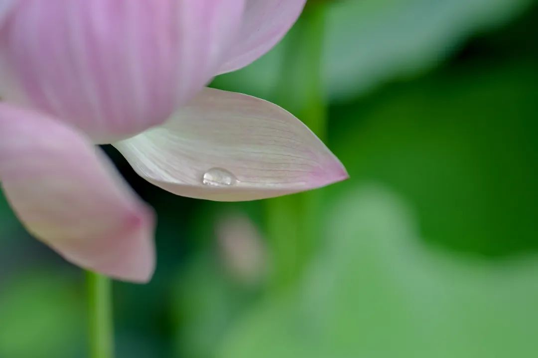 大暑 | 盛夏丰盈，万物生光