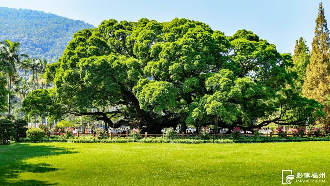 福州古树有多美？