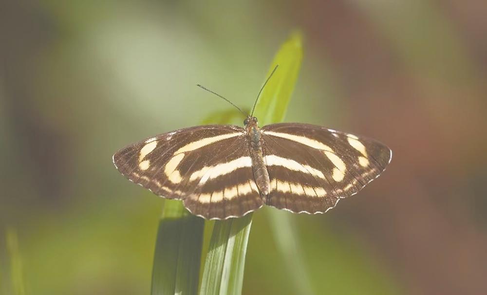 武夷山首次发现3种蝶类 均为福建首次发现