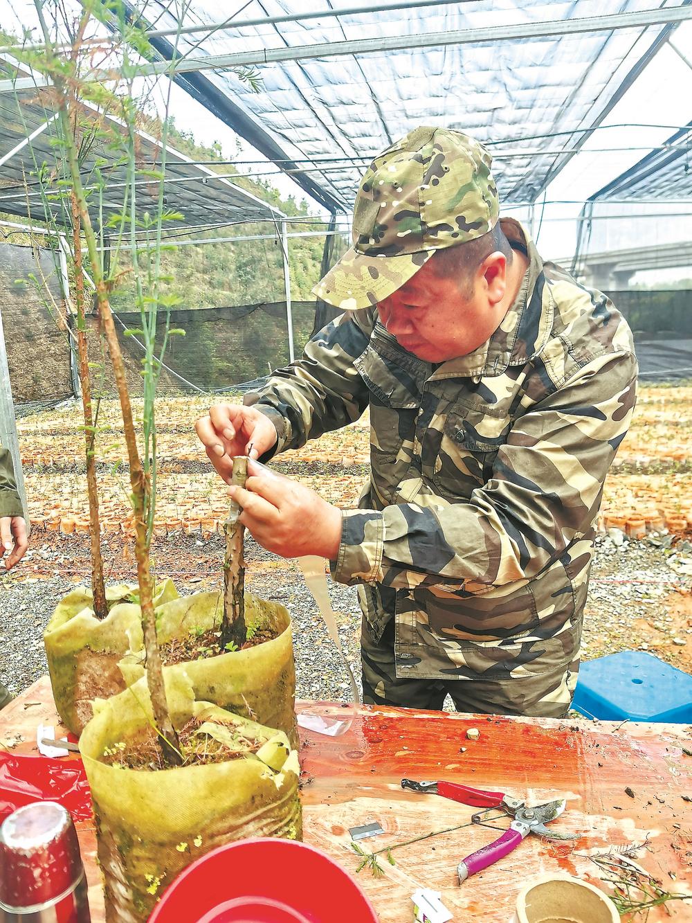 罗源发现全国最大水松天然更新群落 走近远古时代的“幸存者”