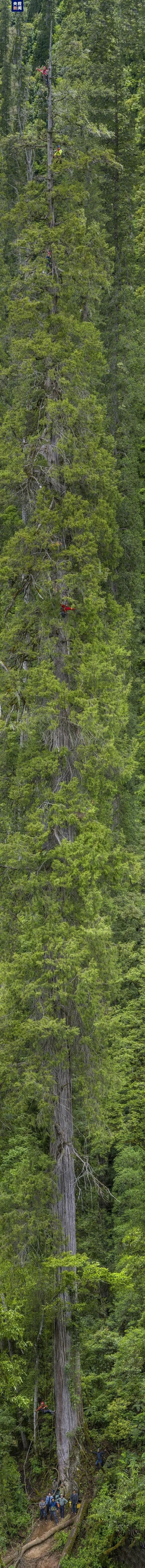 福建三人登顶亚洲最高树 发现两类疑似新物种