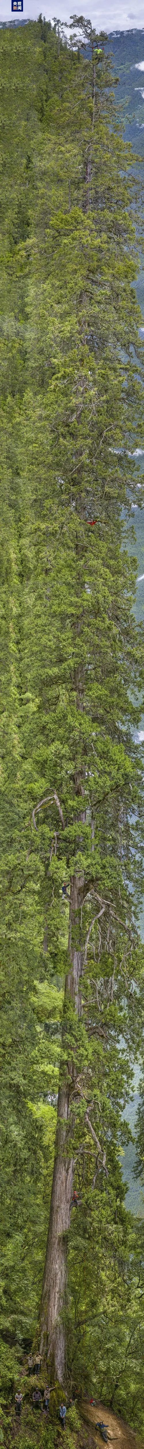 福建三人登顶亚洲最高树 发现两类疑似新物种