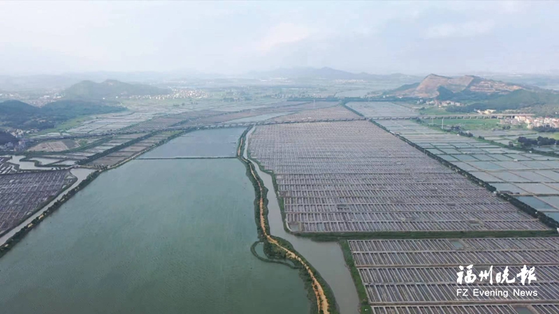福清3200亩生态养虾场下月投产 将在全省首次实现高密度智能化养虾
