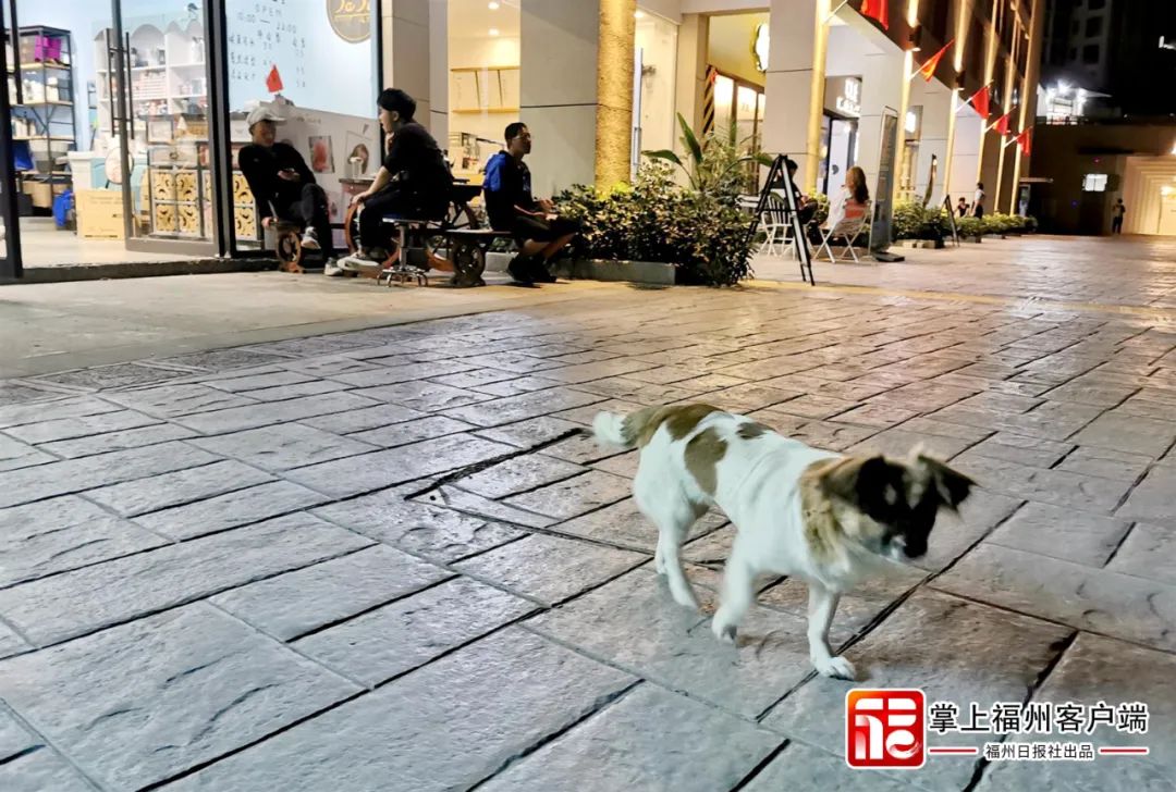 福州市城市养犬管理条例获市人大常委会表决通过