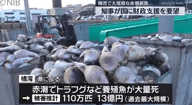 日本长崎百万条养殖鱼死亡