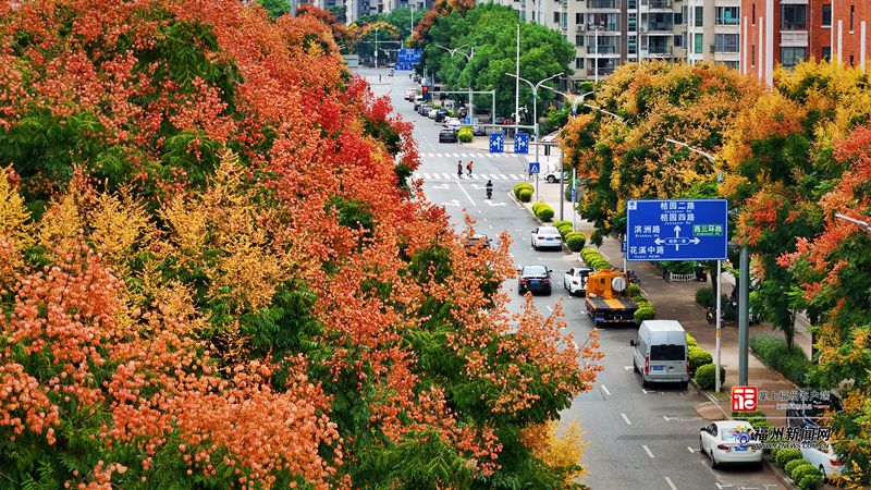 福州：栾树花开满城秋