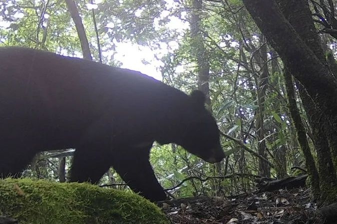 熊出没！福建闽江源国家级自然保护区首次发现黑熊