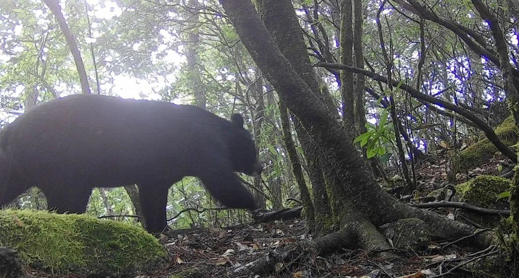 熊出没！福建闽江源国家级自然保护区首次发现黑熊