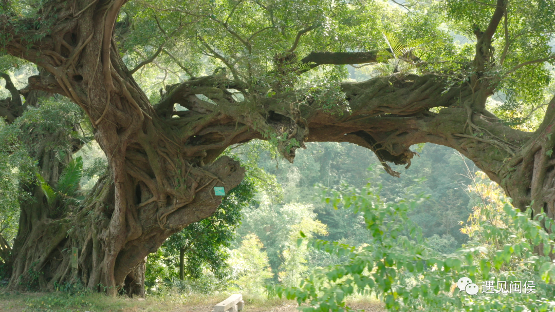1516岁！福州这棵榕树入选中国最美古树！