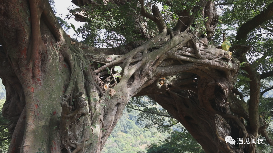 1516岁！福州这棵榕树入选中国最美古树！