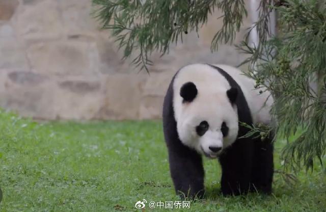 旅美大熊猫美香一家12月7日回国