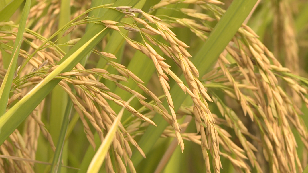 稻谷飘香，闽清上莲乡的五彩稻米丰收啦！